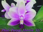 Doritaenopsis Purple Martin '517'