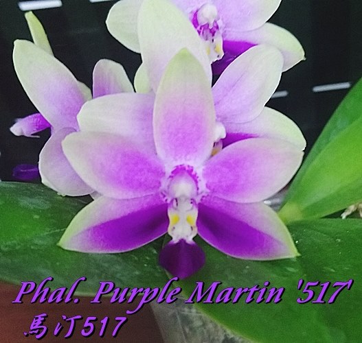Doritaenopsis Purple Martin '517'