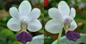 Phalaenopsis Su's Glad Kid ‘Blue’