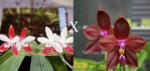 Phalaenopsis Miki C1 Bear