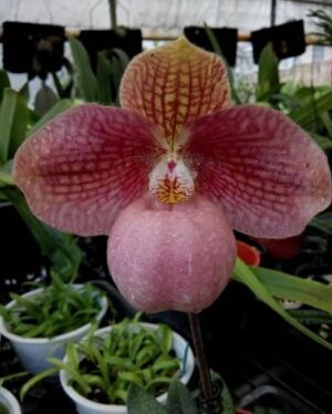 Paphiopedilum Liberty Taiwan (hangianum x micranthum)