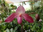 Paphiopedilum Pink Sky