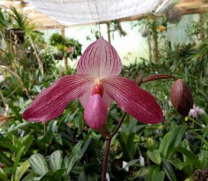 Paphiopedilum Pink Sky