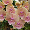 Phalaenopsis PH 275 Big Lip