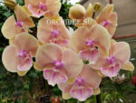 Phalaenopsis PH 275 Big Lip