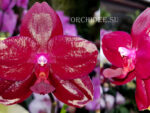 Phalaenopsis Sogo Relex