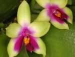 Phalaenopsis bellina