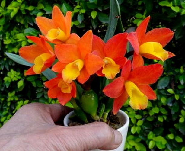 Potinara Chian-Tzy Goldenorange'Golden Boy'