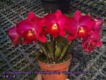 Sophrolaeliocattleya Dogashima Sunset x Potinara Shinfong Honey "Happy New Year"