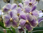 Vanda Purple & Yellow