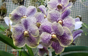 Vanda Purple & Yellow