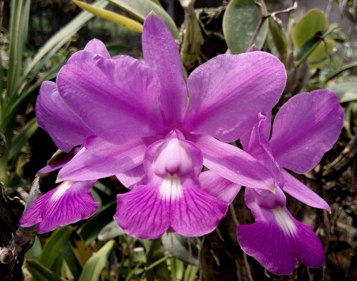 Cattleya walkeriana var princeps