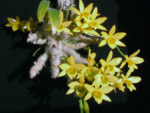 Dendrobium senile