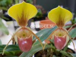 Paphiopedilum helenae