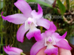 Laelia gouldiana