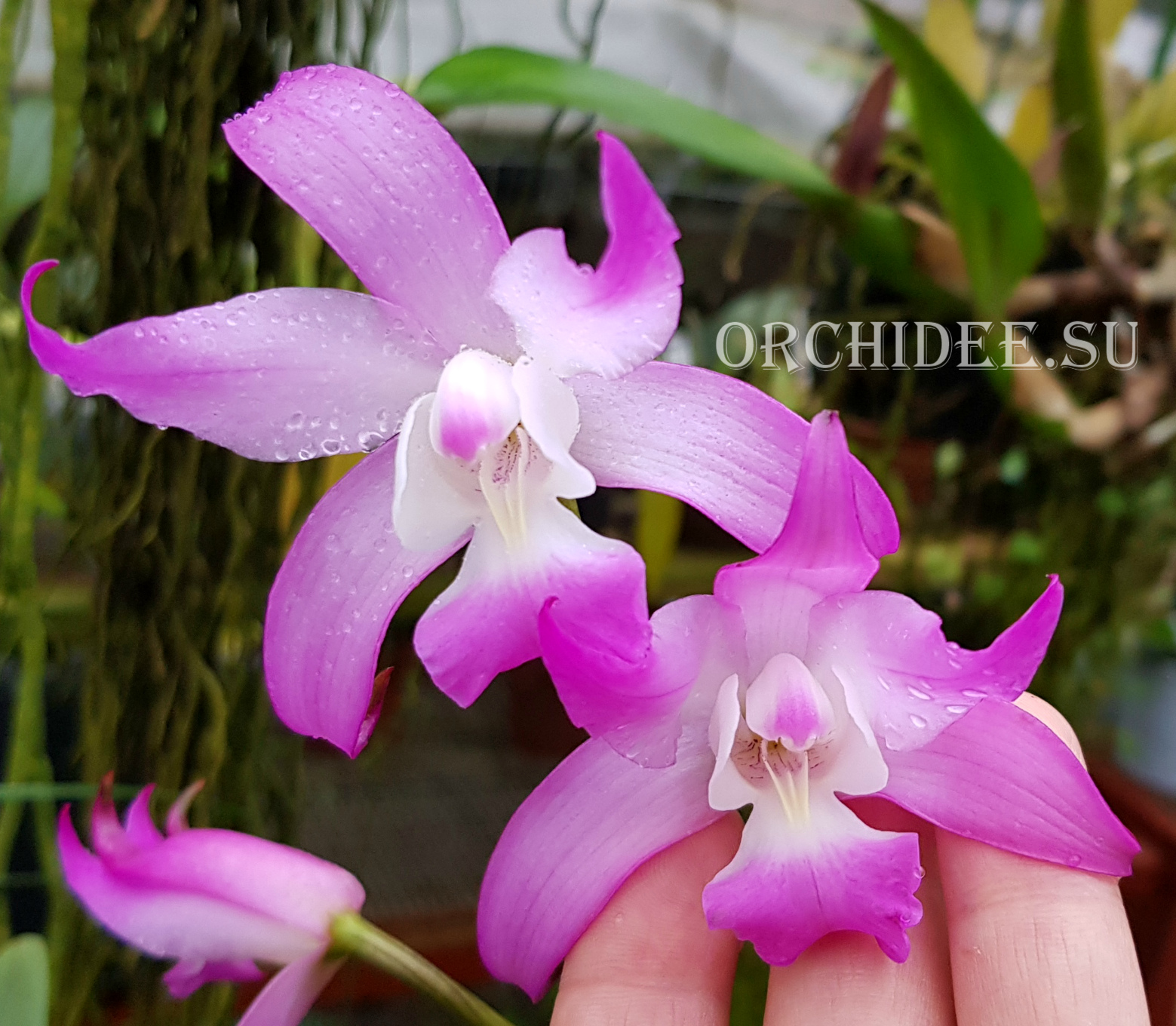 Laelia gouldiana