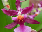 Oncidium Katrin Zoch