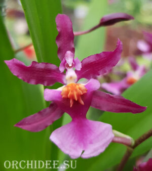 Oncidium Katrin Zoch