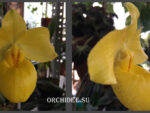 Paphiopedilum armeniacum