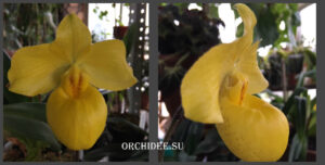 Paphiopedilum armeniacum