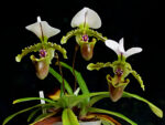 Paphiopedilum spicerianum