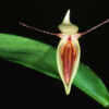 Pleurothallis hemirhoda