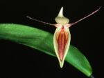 Pleurothallis hemirhoda