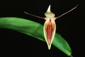 Pleurothallis hemirhoda