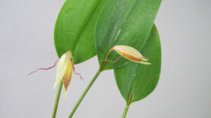 pleurothallis_henirhoda