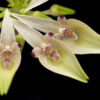 Bulbophyllum blepharistes