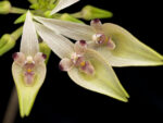 Bulbophyllum blepharistes