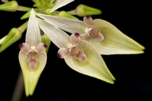 Bulbophyllum blepharistes