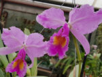 Cattleya warscewiczii tipo