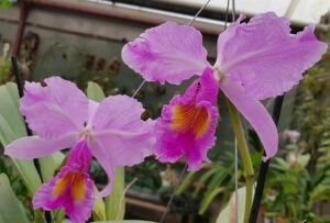 Cattleya warscewiczii tipo