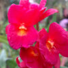 Cattleytonia Why Not 'Roundabout' AM/AOS
