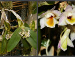 Dendrobium ypsilon