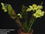 Dendrobium lamellatum