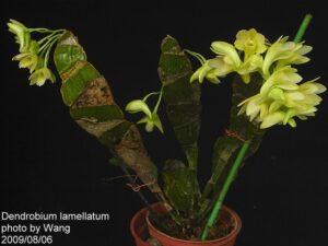 Dendrobium lamellatum