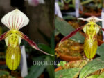 Paphiopedilum canhii