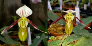 Paphiopedilum canhii