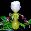 paph_canhii