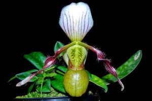 paph_canhii