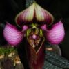 Paphiopedilum rungsuriyanum