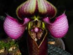 Paphiopedilum rungsuriyanum