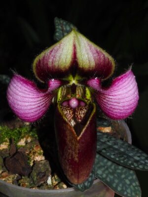 Paphiopedilum rungsuriyanum