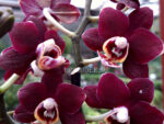 Phalaenopsis PHM 149 Red Peoker 'M699'