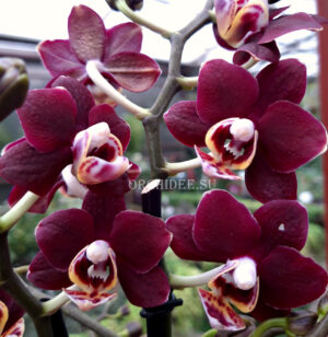 Phalaenopsis PHM 149 Red Peoker 'M699'