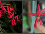 Renanthera bella x monachina
