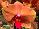 Phalaenopsis PH 281