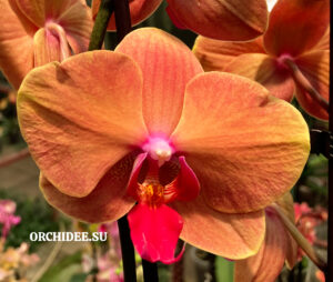 Phalaenopsis PH 281